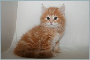 Male Siberian Kitten from Deedlebug Siberians